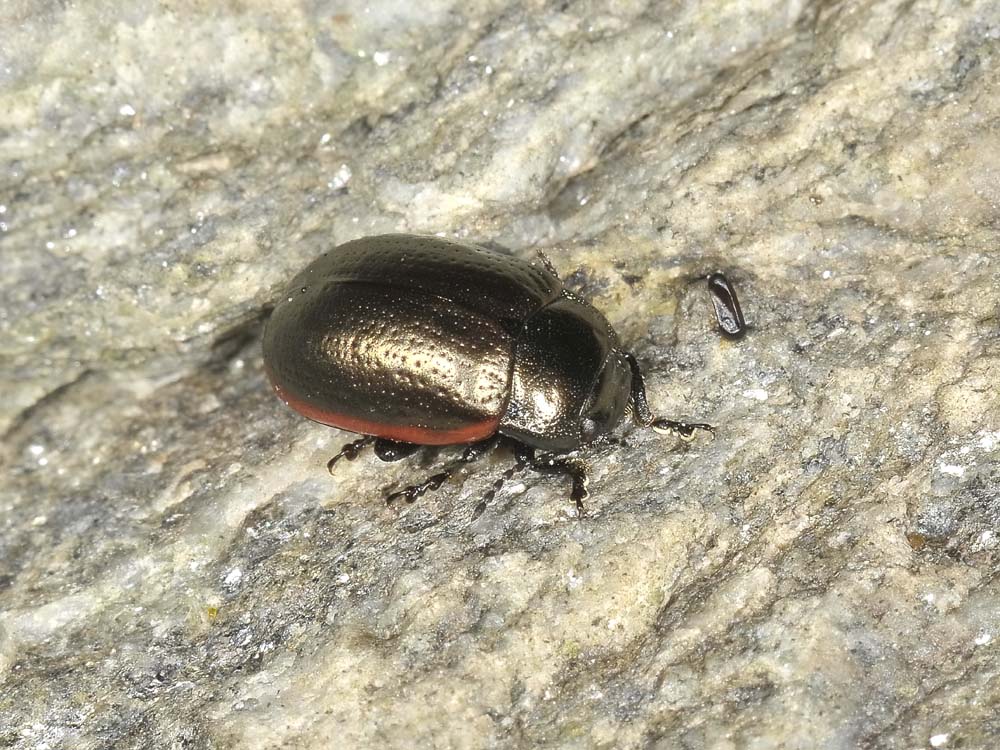 Chrysolina marginata